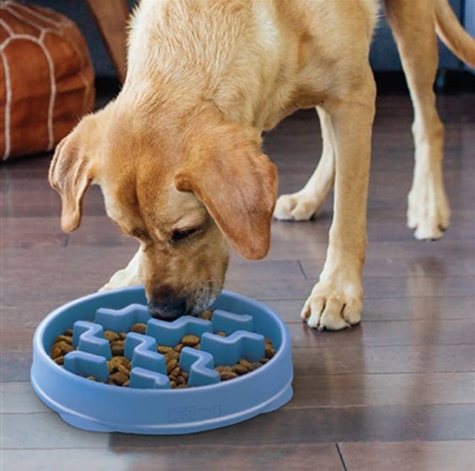 Outward Hound Fun Feeder Slo Bowl Dog Feeder Blue Large