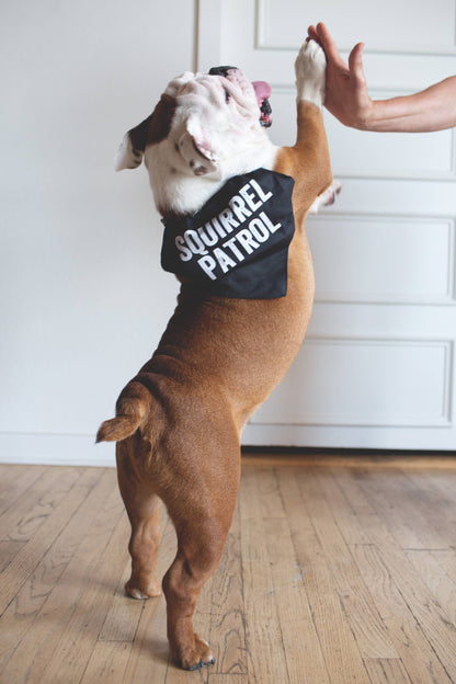 Squirrel Patrol Pet Bandana/Collar